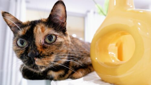 Cat Chat: Toxic Household Hazards